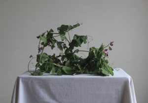 Spring homepage August