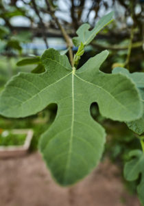 Fig Leaf at Fern Verrow