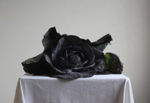 Spring homepage January Fern Verrow Cabbage