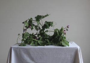 Sweet Peas